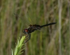 Macrodiplax balteata