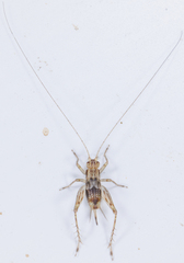 Trigonidiidae