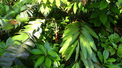 Heliconia