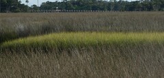Juncus roemerianus