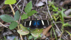 Heliconius sara