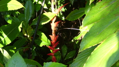 Heliconia