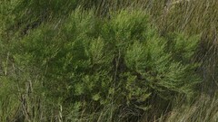 Baccharis angustifolia