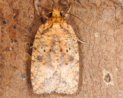 Agonopterix robiniella