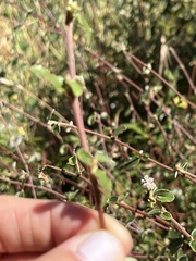 Ceanothus tomentosus