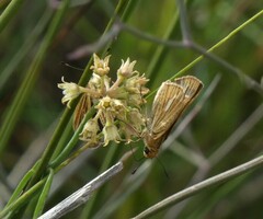 Panoquina panoquin