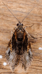 Xanthorhoe ferrugata