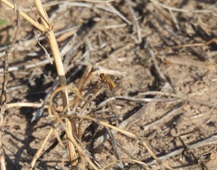 Chrysanthrax edititius