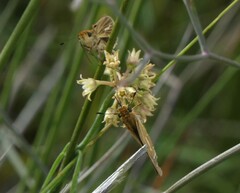 Panoquina panoquin