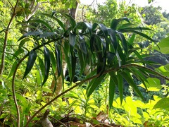 Dracaena angustifolia