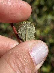 Ceanothus tomentosus