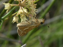 Panoquina panoquin