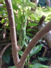Dracaena angustifolia