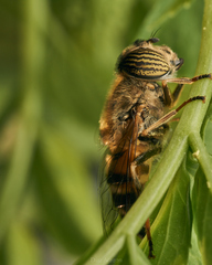 Eristalinus taeniops