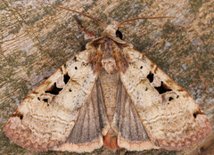 Xestia normanianus