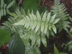Macrothelypteris
