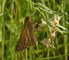 Panoquina panoquin