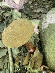 Aureoboletus russellii