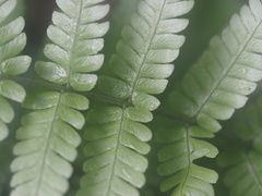 Macrothelypteris