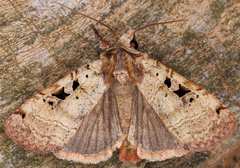 Xestia normanianus