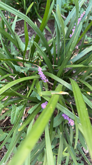 Liriope muscari