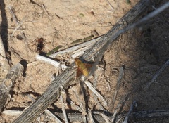 Chrysanthrax edititius