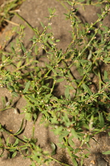 Polygonum arenastrum