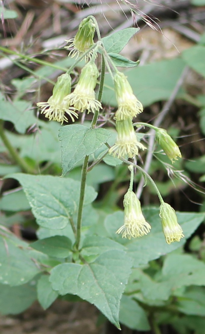 Brickellia grandiflora
