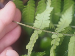 Macrothelypteris