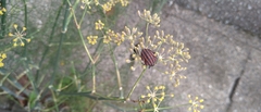 Graphosoma rubrolineatum