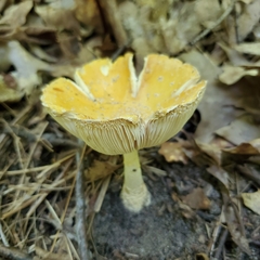 Amanita