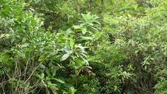 Costus guanaiensis macrostrobilus