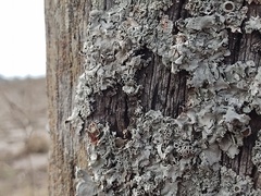 Flavopunctelia soredica