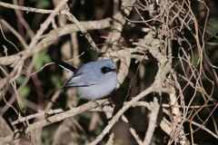 Polioptila dumicola