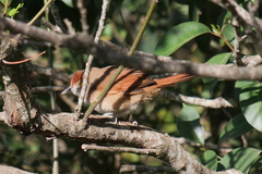 Phacellodomus striaticollis