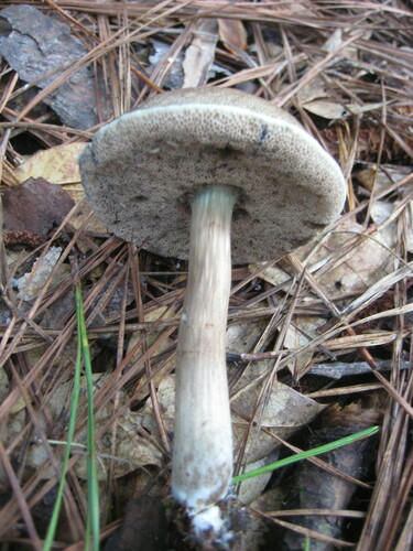 Porphyrellus image