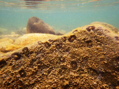 Hydroptilidae