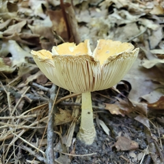 Amanita