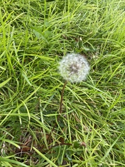 Taraxacum erythrospermum