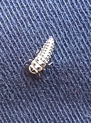 Psyllobora vigintimaculata