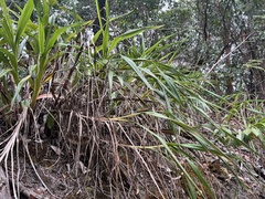 Dianella sandwicensis