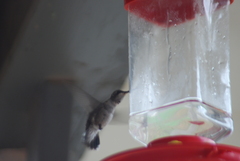 Archilochus alexandri