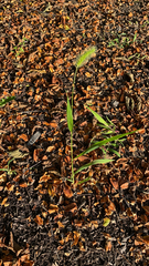 Chasmanthium latifolium