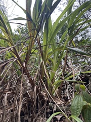 Dianella sandwicensis