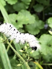 Lophocampa caryae
