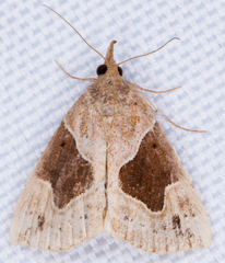 Hypena manalis