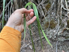 Dianella sandwicensis