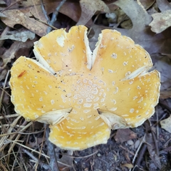 Amanita
