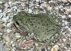 Incilius alvarius