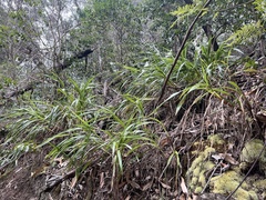 Dianella sandwicensis